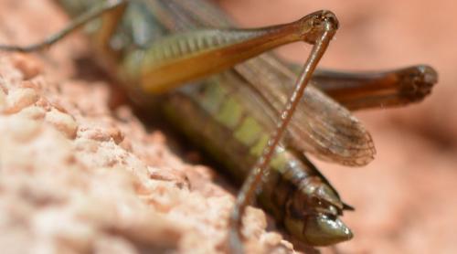 Euchorthippus elegantulus